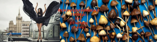 мяу мяу мука Армянск